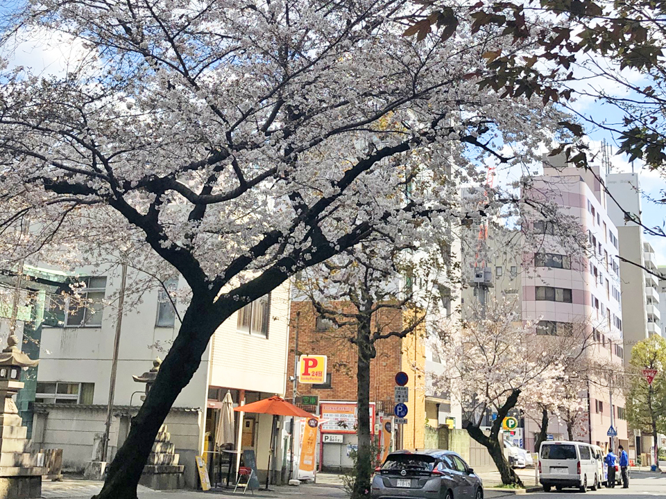桜